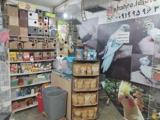 عکس پرنده فروشی شهر لوتینو