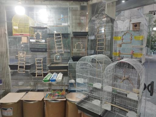 عکس پرنده فروشی شهر لوتینو