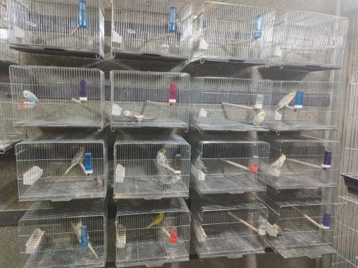 عکس پرنده فروشی شهر لوتینو