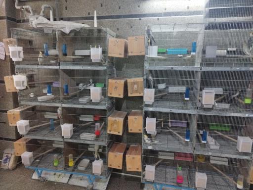 عکس پرنده فروشی شهر لوتینو