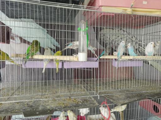 عکس پرنده فروشی شهر لوتینو