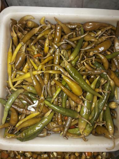 عکس تاملی ترشی شیخ