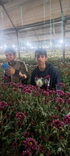 عکس گل وگیاه گلدشت 