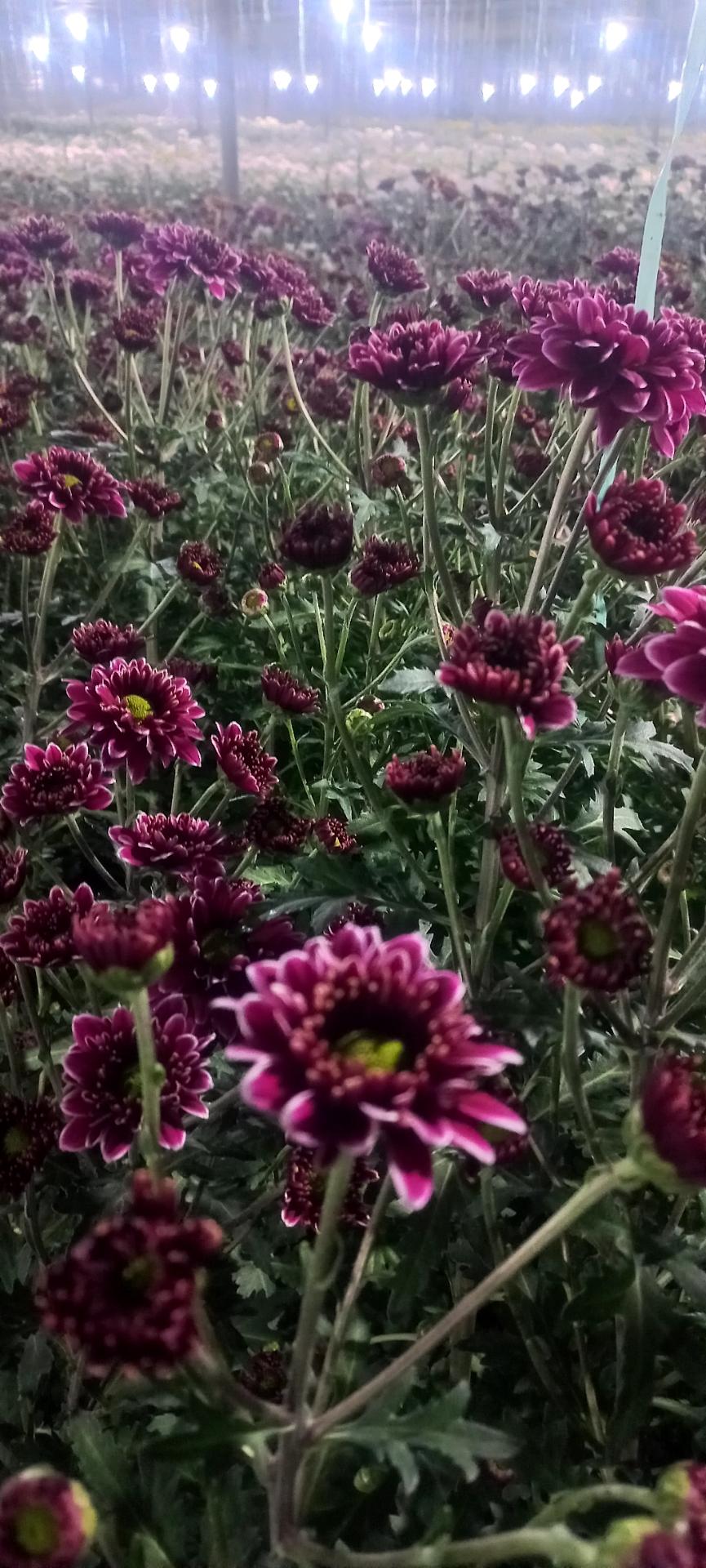 عکس گل وگیاه گلدشت 