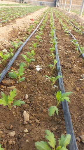 عکس گل وگیاه گلدشت 