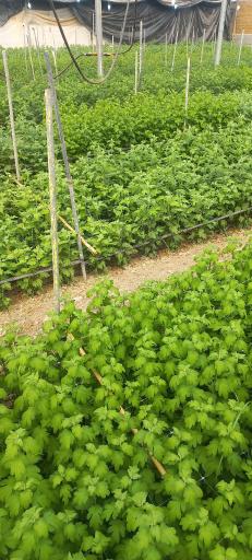 عکس گل وگیاه گلدشت 