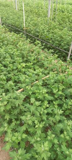 عکس گل وگیاه گلدشت 