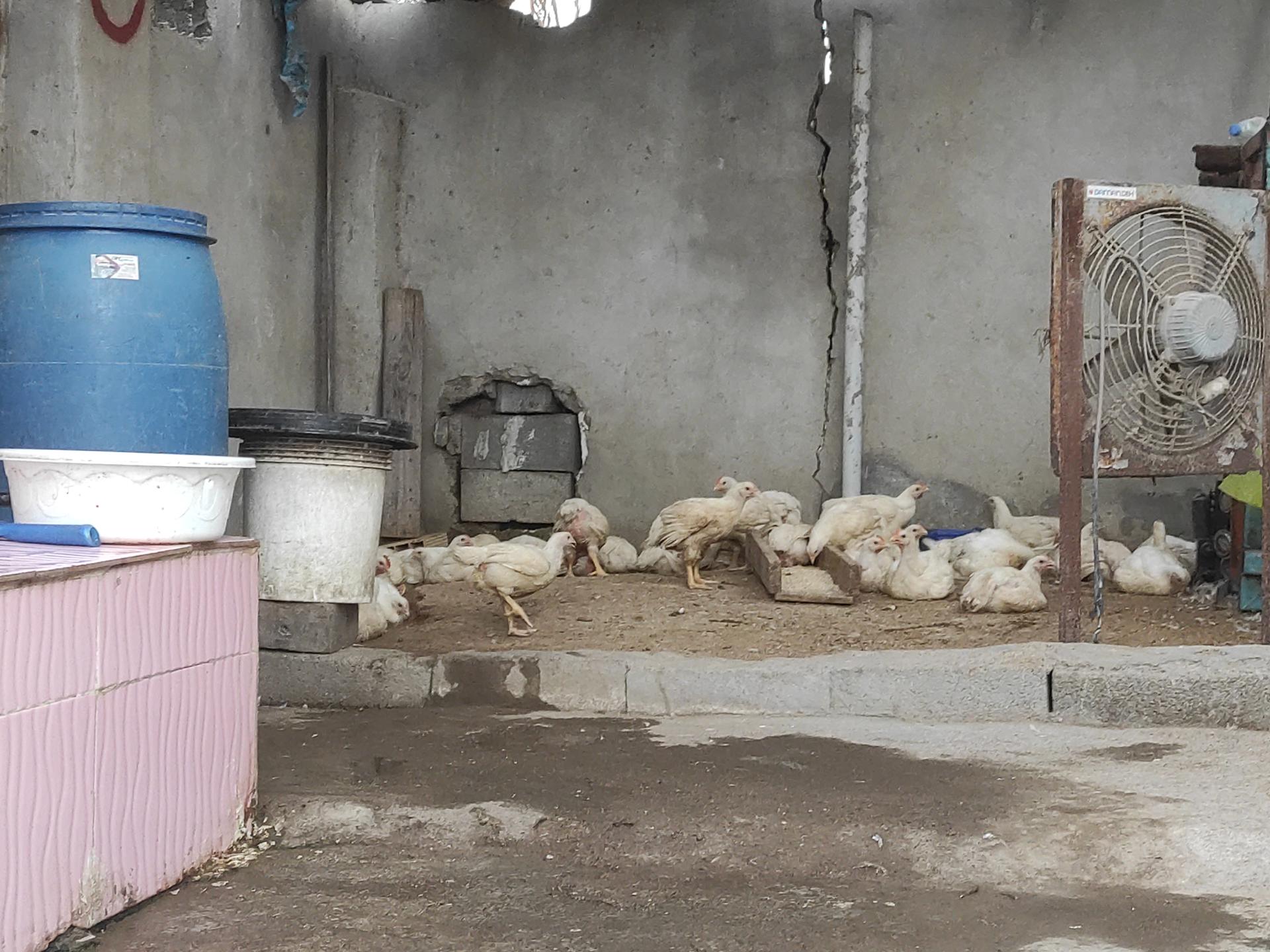 عکس مرغ فروشی بس خیره