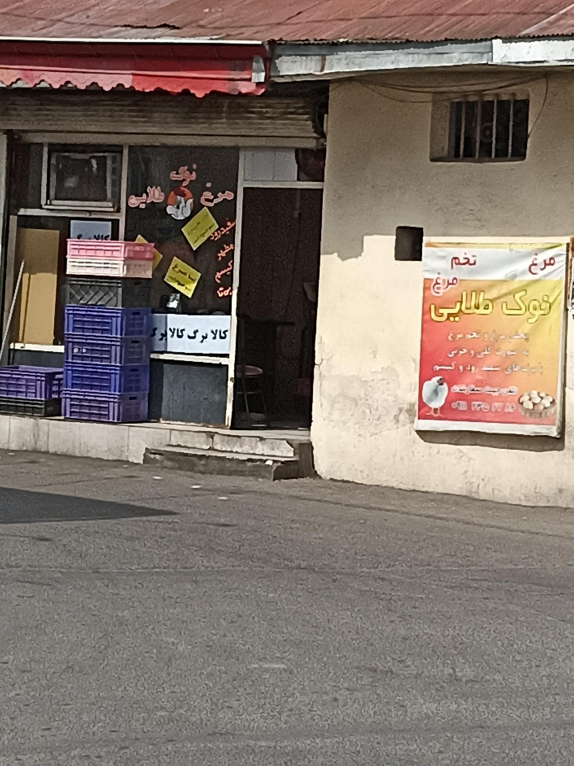 عکس مرغ نوک طلایی