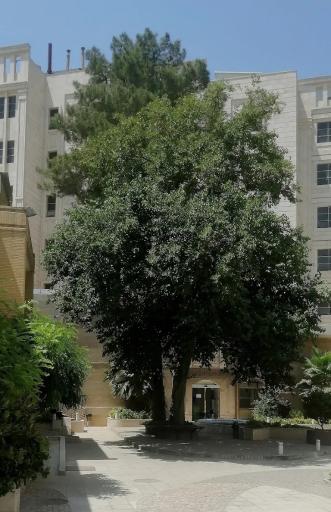 عکس بیمارستان سیدالشهدا ( امید )