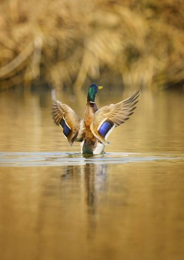 عکس پارک فروزان