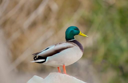 عکس پارک فروزان