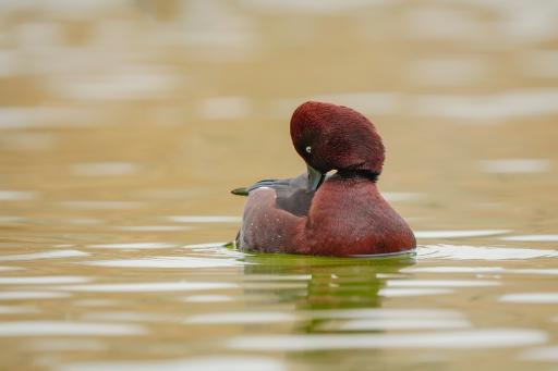 عکس پارک فروزان