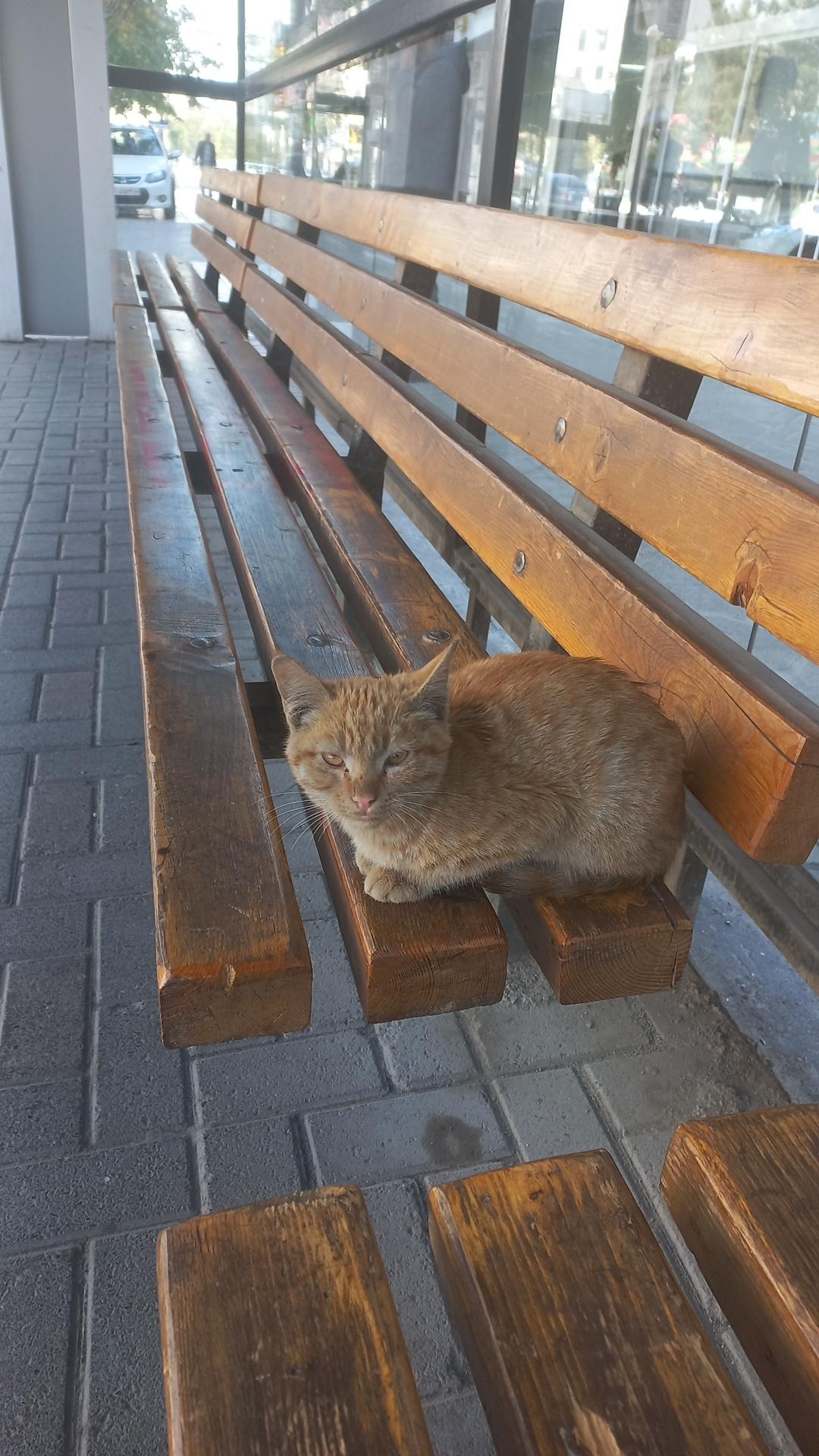 عکس  چهارراه صدف