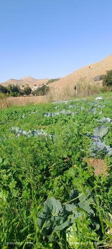 باغ سبزی روستای چم آسیاب