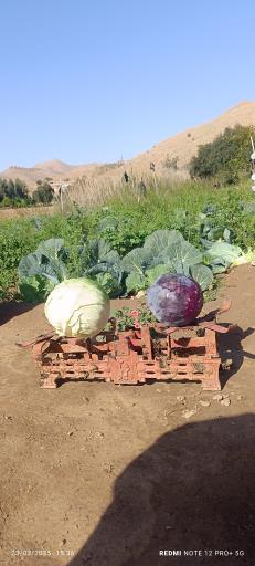 عکس باغ سبزی روستای چم آسیاب