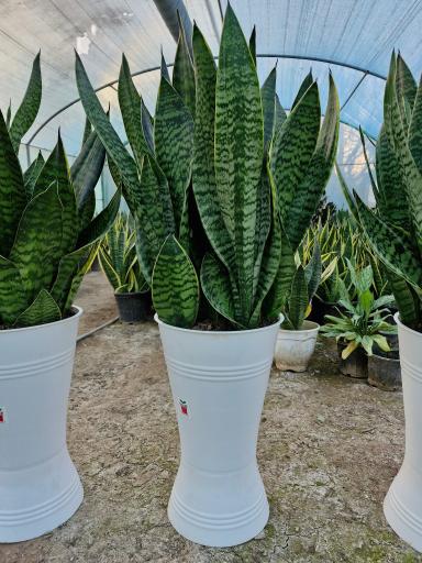 عکس گلکده سانسوریا