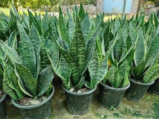 عکس گلکده سانسوریا