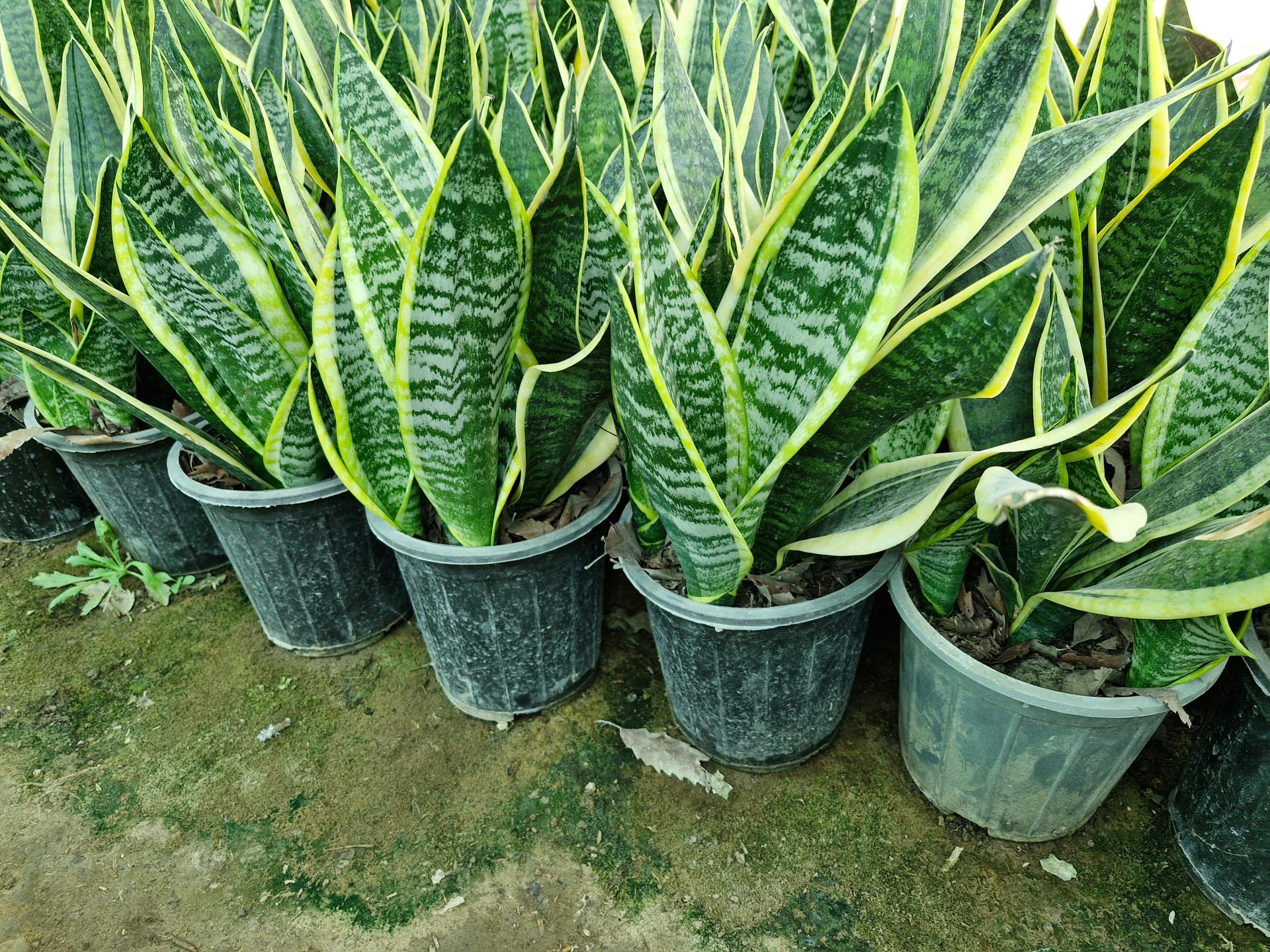 عکس گلکده سانسوریا