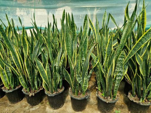 عکس گلکده سانسوریا