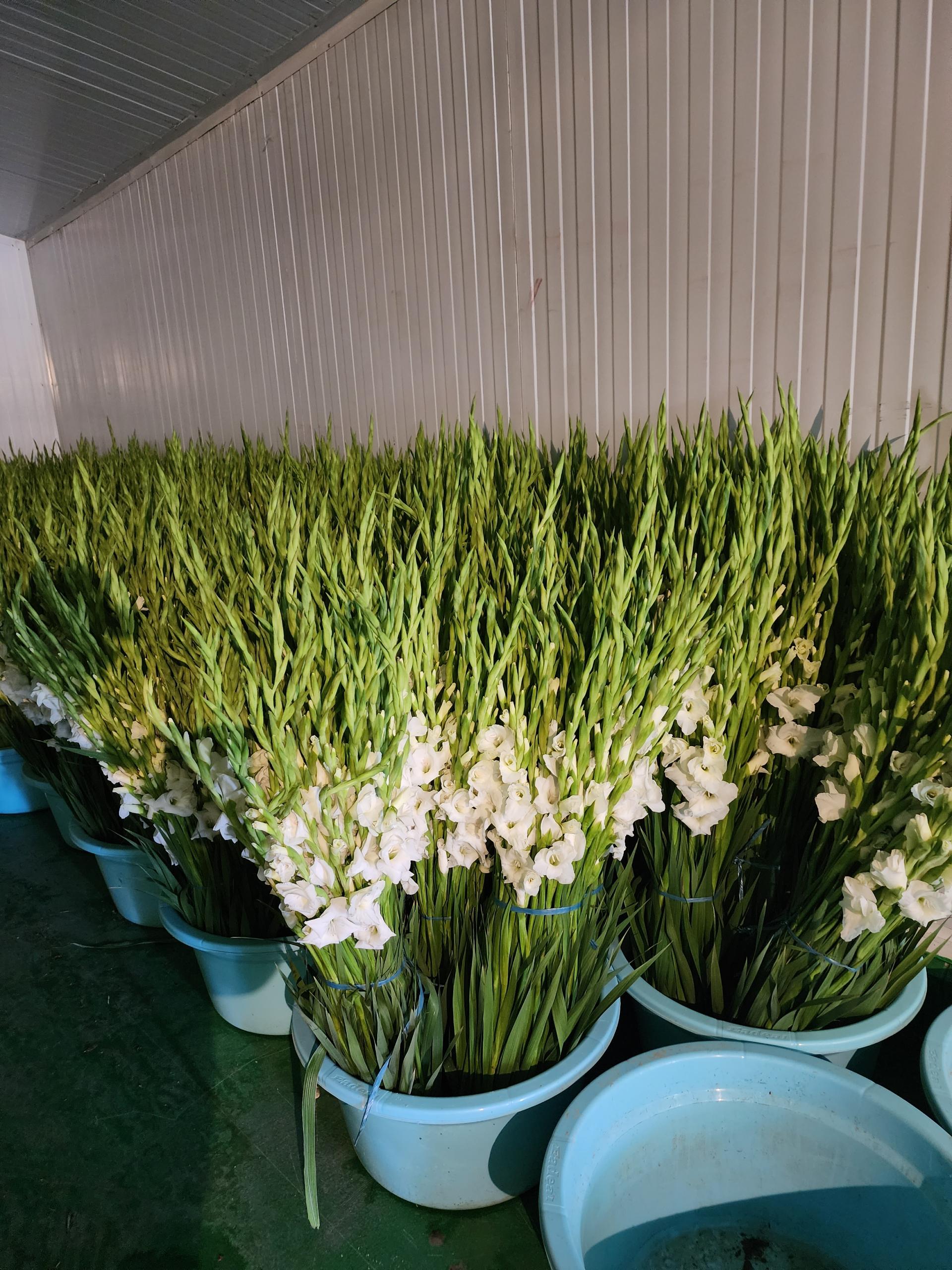 عکس سردخانه فرخ