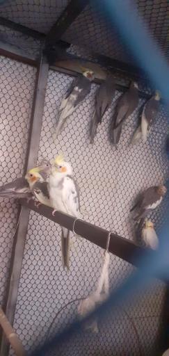 عکس پرنده فروشی شهروند