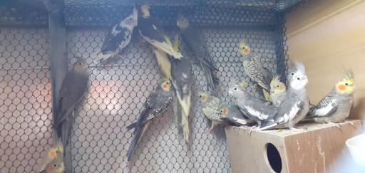 عکس پرنده فروشی شهروند