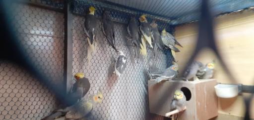 عکس پرنده فروشی شهروند