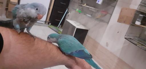 عکس پرنده فروشی شهروند