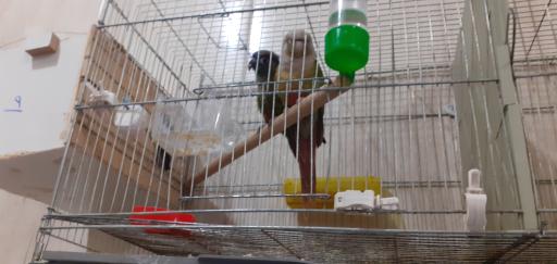 عکس پرنده فروشی شهروند