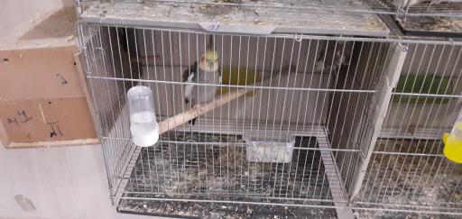 عکس پرنده فروشی شهروند