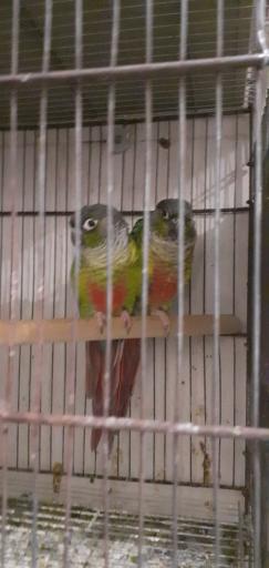 عکس پرنده فروشی شهروند