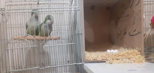 عکس پرنده فروشی شهروند
