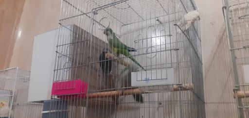 عکس پرنده فروشی شهروند