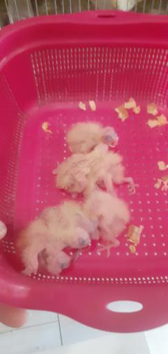 عکس پرنده فروشی شهروند