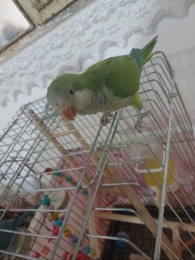 عکس پرنده فروشی شهروند