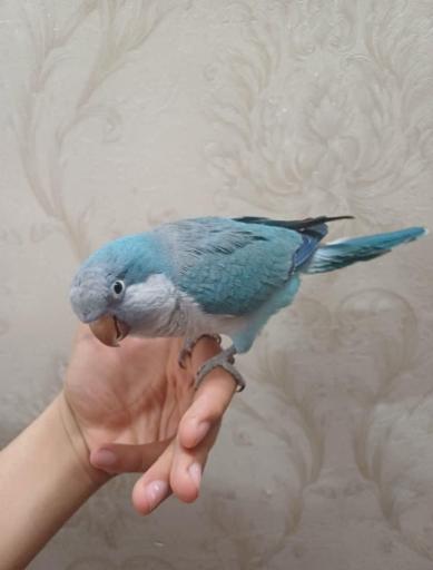 عکس پرنده فروشی شهروند