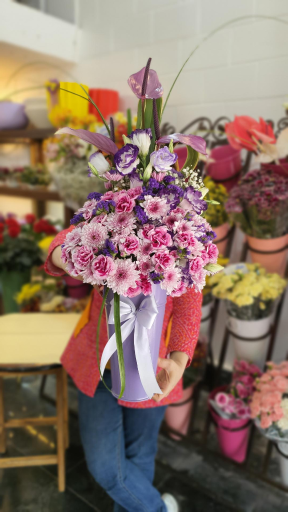 عکس گل ویولا