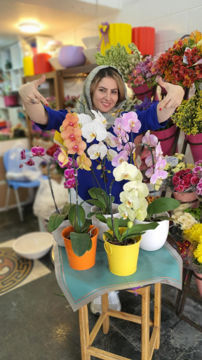 عکس گل ویولا