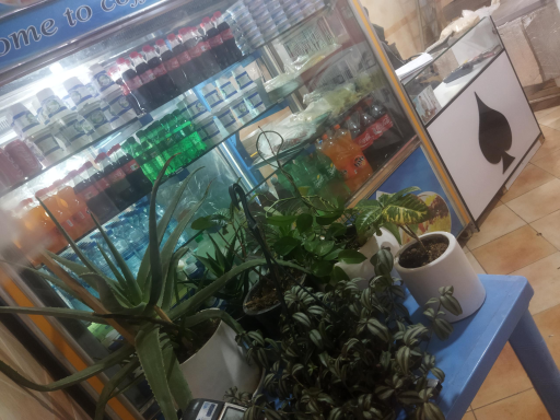 عکس آشپزخانه و غذای پانیذ