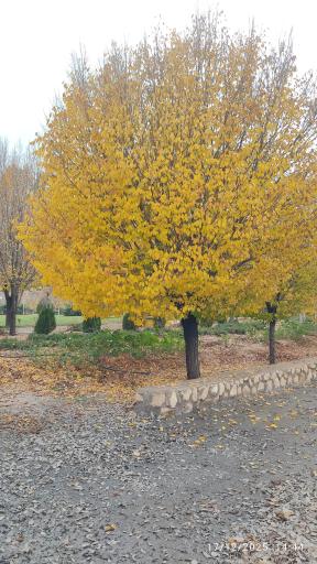 عکس دریاچه مصنوعی اکو پارک صدرا