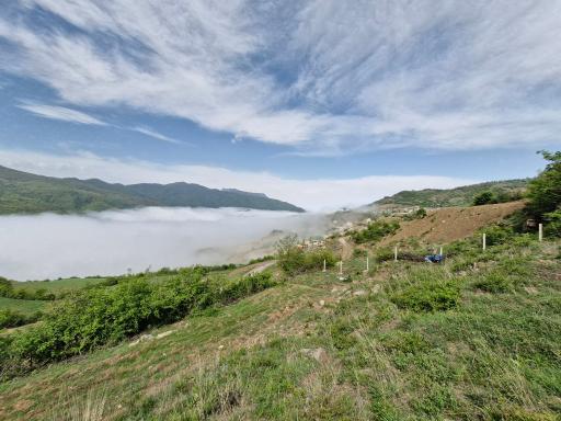 عکس رضی