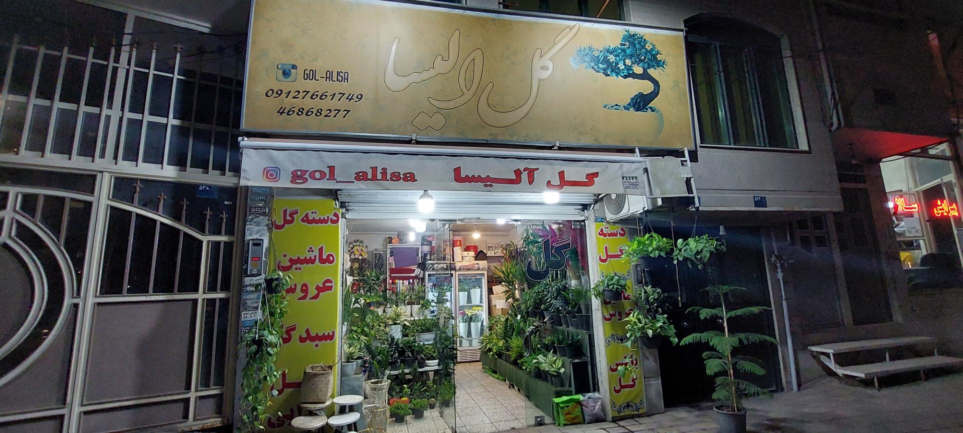 عکس گل الیسا