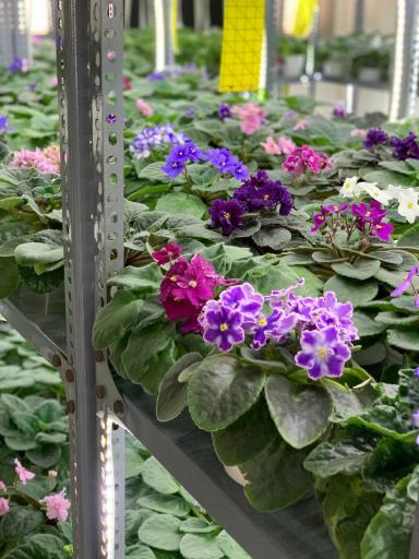 گلخانه تخصصی بنفشه آفریقایی ویونلکا