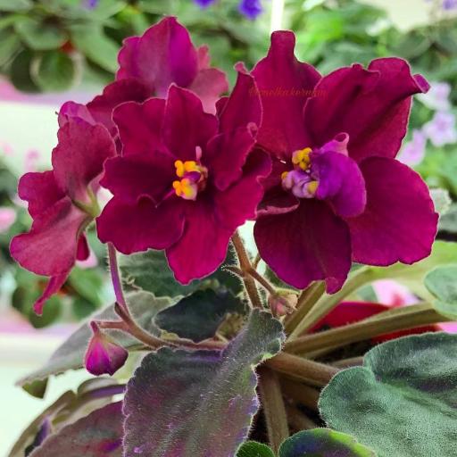 گلخانه تخصصی بنفشه آفریقایی ویونلکا