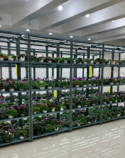 گلخانه تخصصی بنفشه آفریقایی ویونلکا