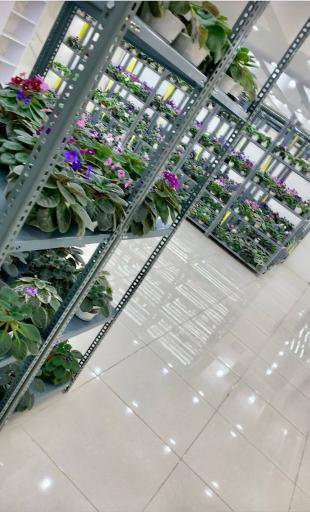 گلخانه تخصصی بنفشه آفریقایی ویونلکا