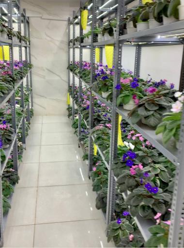 گلخانه تخصصی بنفشه آفریقایی ویونلکا