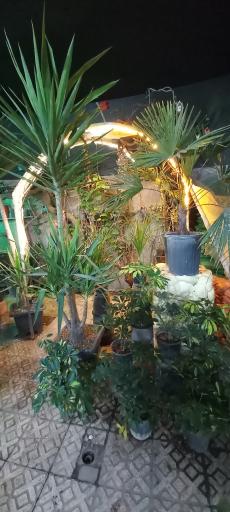 عکس گلخانه آرین