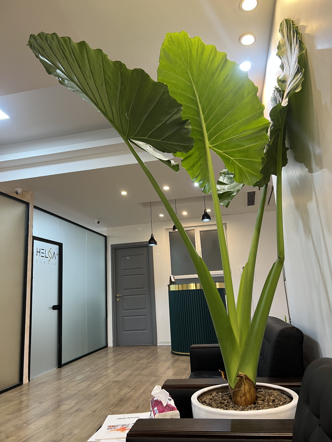 عکس کلینیک زیبایی هلسا